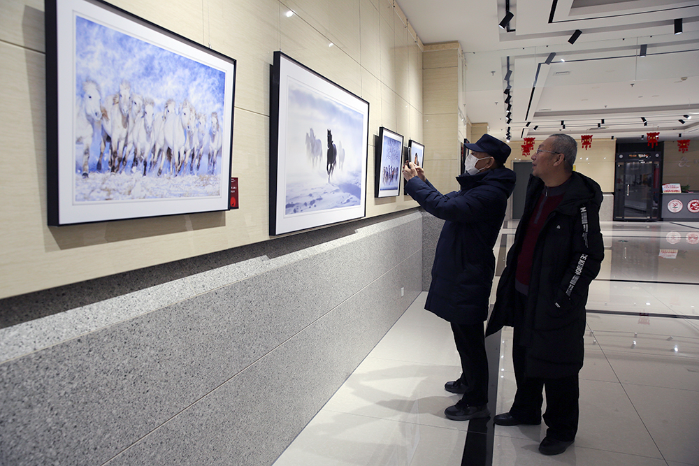 120幅骏马摄影作品在呼和浩特展出